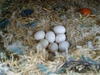eggs from ALIDU BREEDING BIRDS CENTER