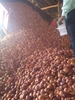 FRESH ONIONS from IEX 360 IMPORT EXPORT