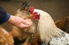 POULTRY FEED PLANT from THE HAY WAGON