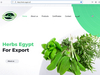 BLACK MUSTARD SEEDS from HERBS EGYPT FOR EXPORT  
